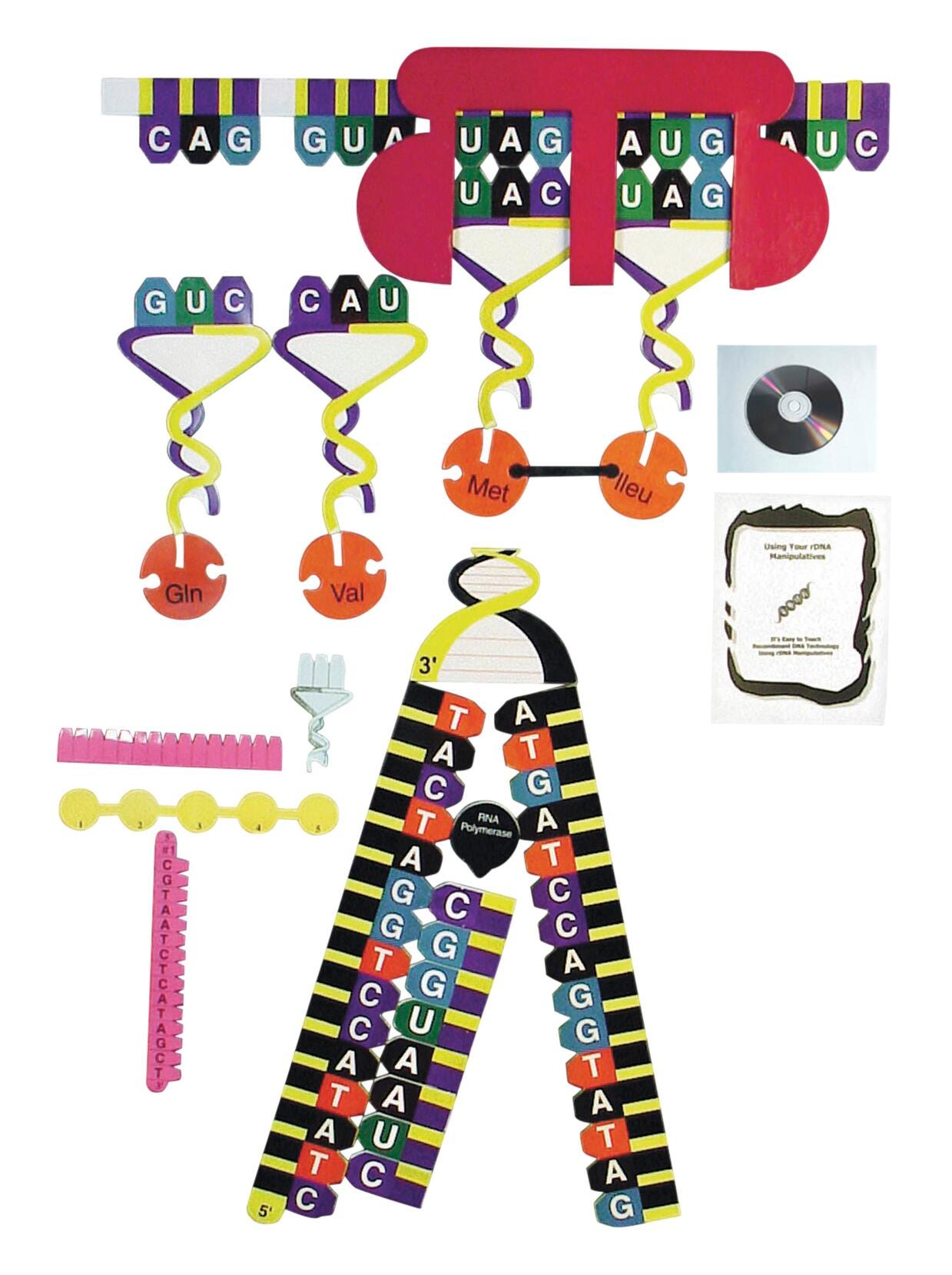 Frey Scientific Protein Synthesis Manipulative Kit, Item Number 597880