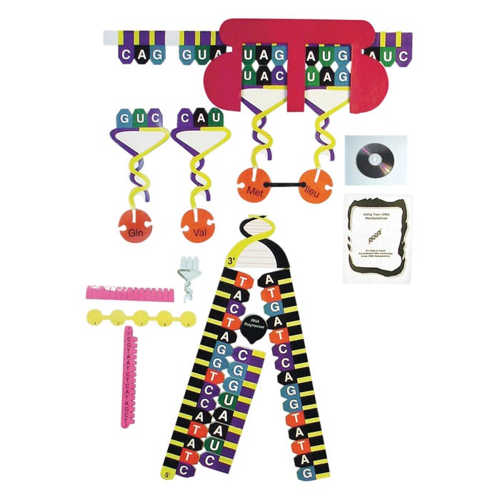 Frey Scientific Protein Synthesis Manipulative Kit