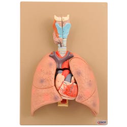 Eisco Labs Human Heart And Lung Model