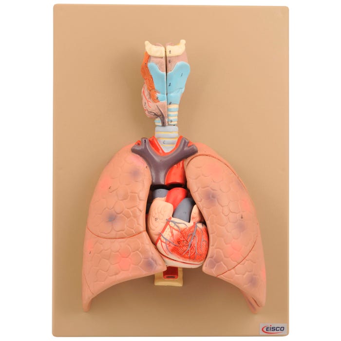 Eisco Labs Human Heart And Lung Model