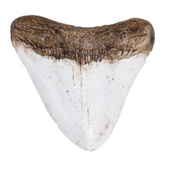 Delta Education Shark Tooth Fossil, Pack of 8