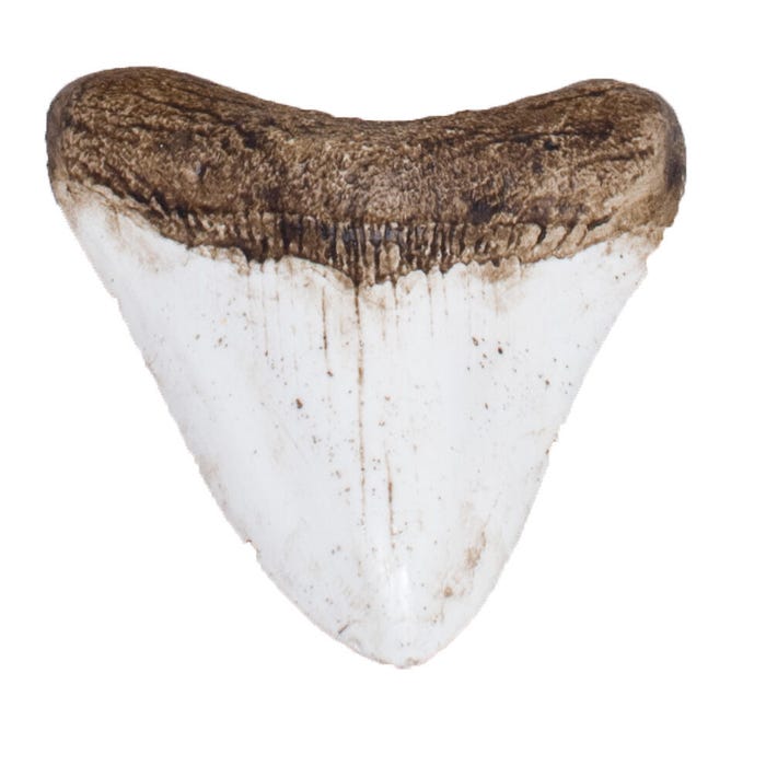 Delta Education Shark Tooth Fossil, Pack of 8