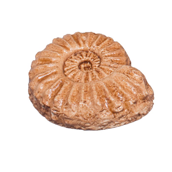 Delta Education Cephalopod Fossil, Pack of 8