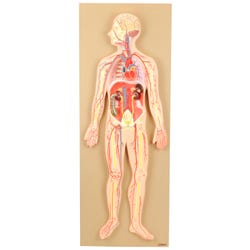Lab and Anatomical Models, Item Number 2023166