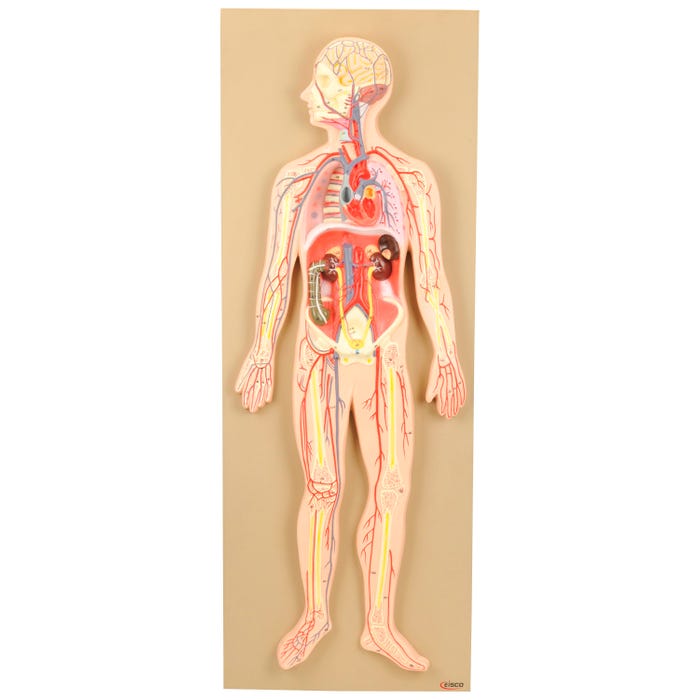 Eisco Labs Premium Anatomical Human Circulatory System Model, on Base