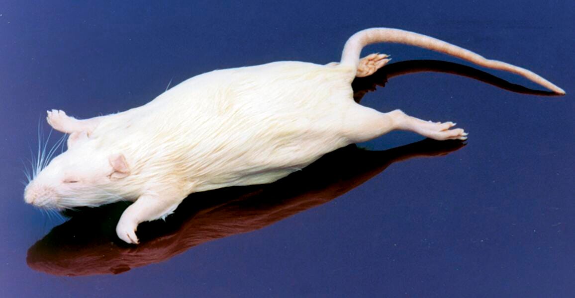 Image for Frey Scientific Choice Preserved Rat, 7 to 9 Inches, Vacuum Sealed from School Specialty