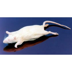 Frey Scientific Choice Preserved Rat, 7 to 9 Inches, Vacuum Sealed