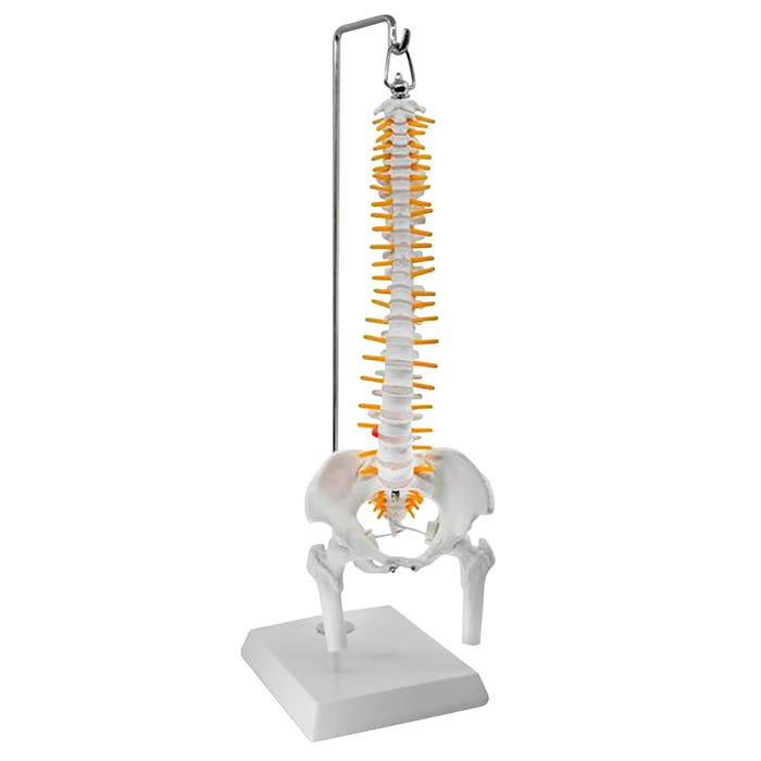 Eisco Labs Spinal Column Nerve Branch Model with Pelvis and Femur Detail, 1/2 Natural Size