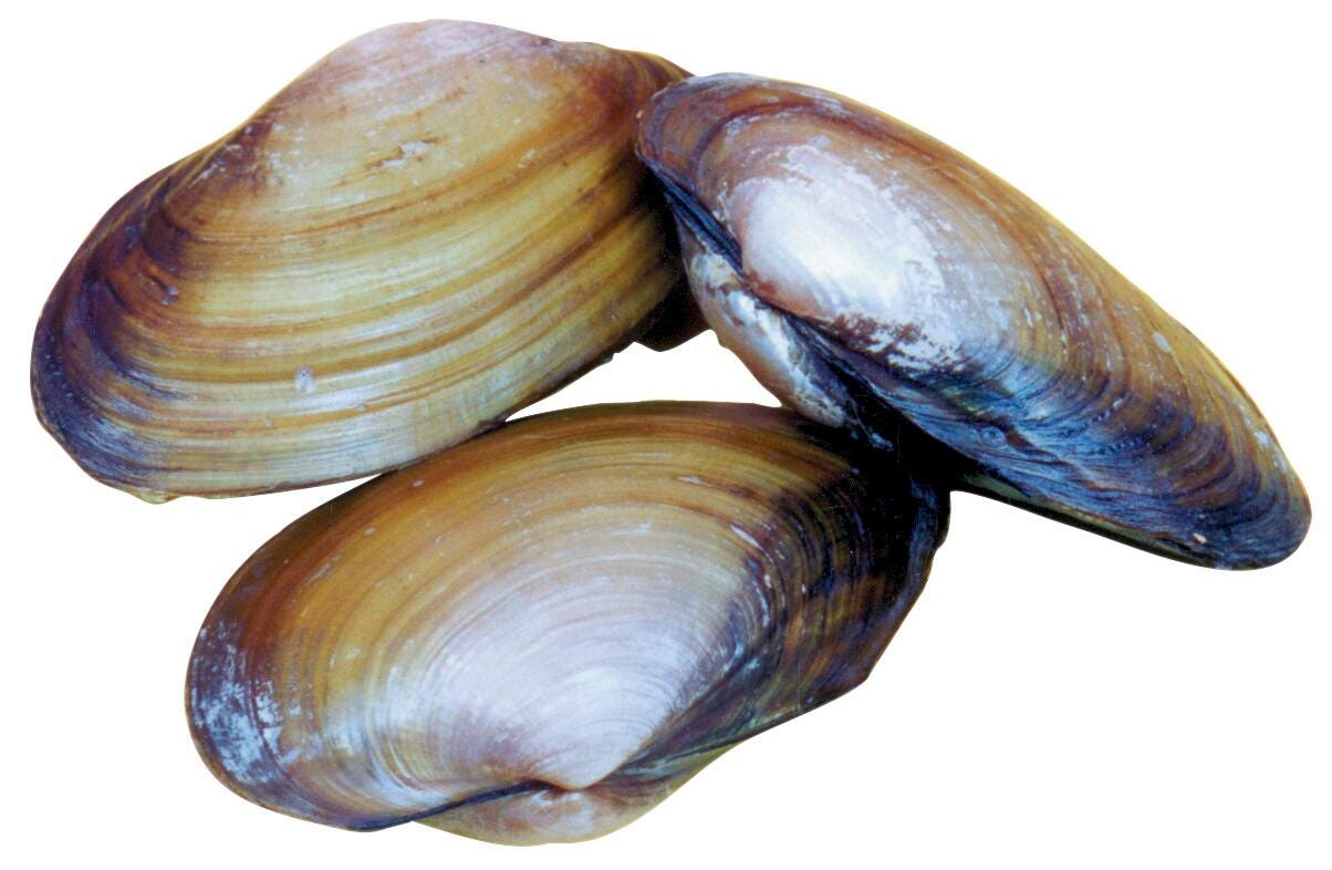 Frey Scientific Choice Preserved Freshwater Clam, 4 - 5 in Wet, Pack of 50, Item Number 597270