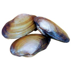 Frey Scientific Choice Preserved Freshwater Clam, 4 - 5 in Wet, Pack of 50, Item Number 597270