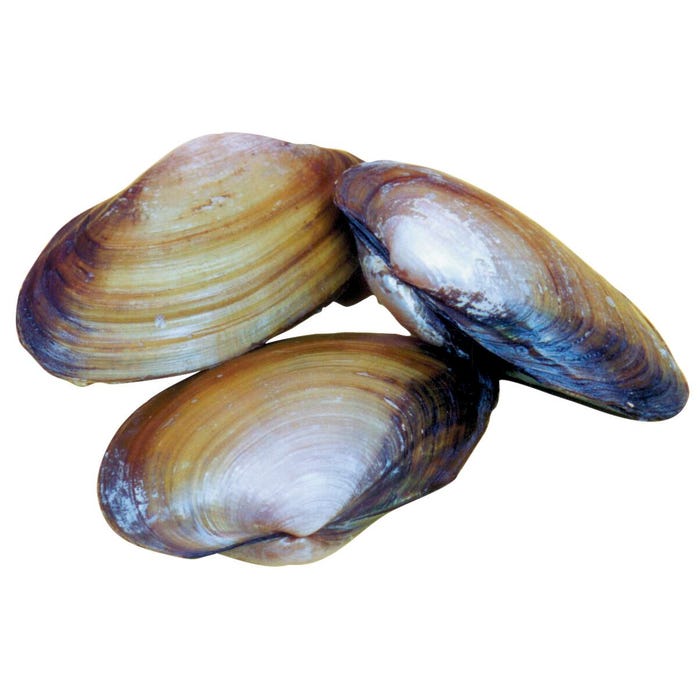 Frey Scientific Choice Preserved Freshwater Clam, 3 - 5 Inches Wet, Pack of 50