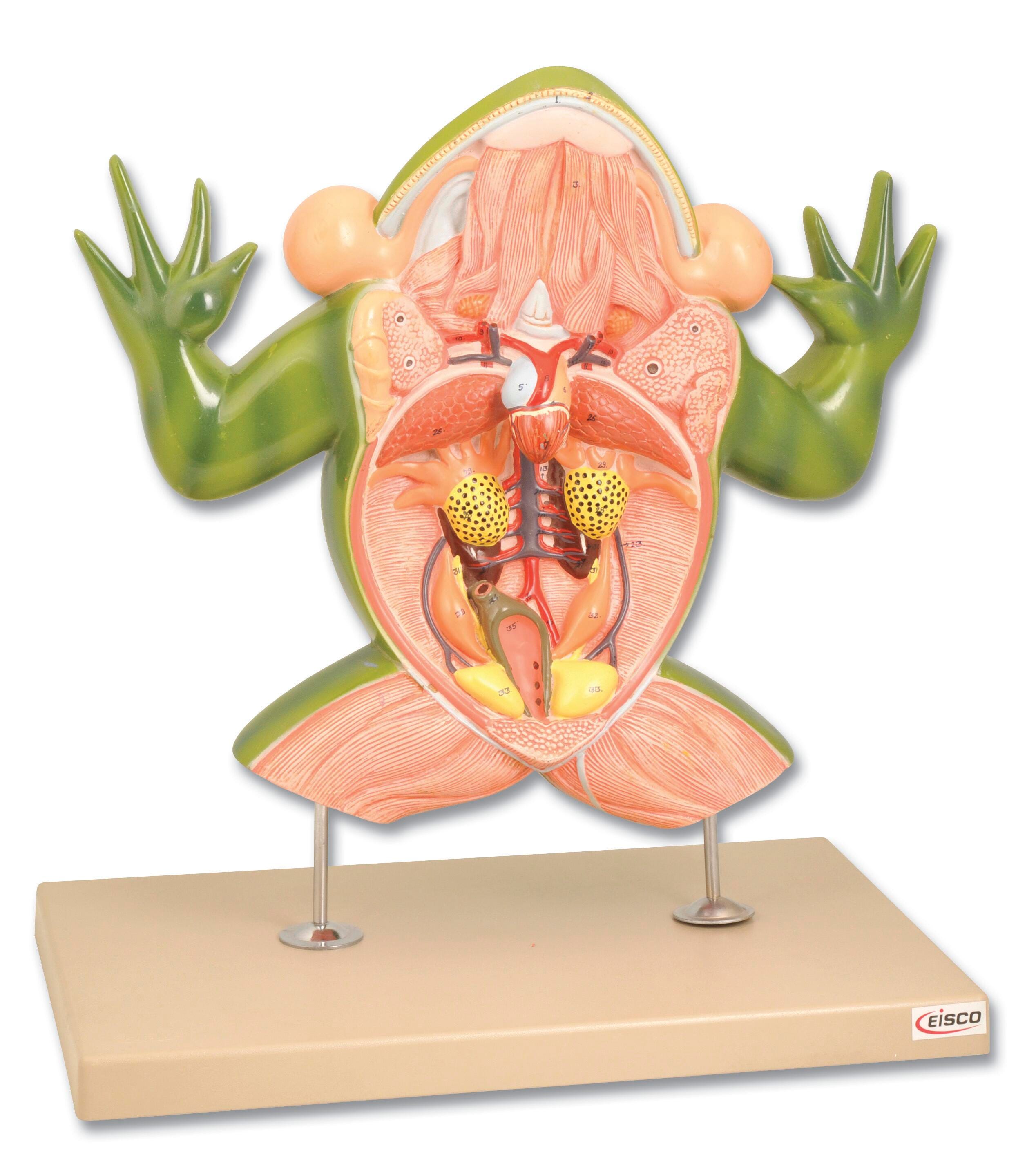 Biology Preserved Specimen, Item Number 1485315