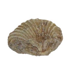 Delta Education Rhynchonella Fossil, Pack of 8