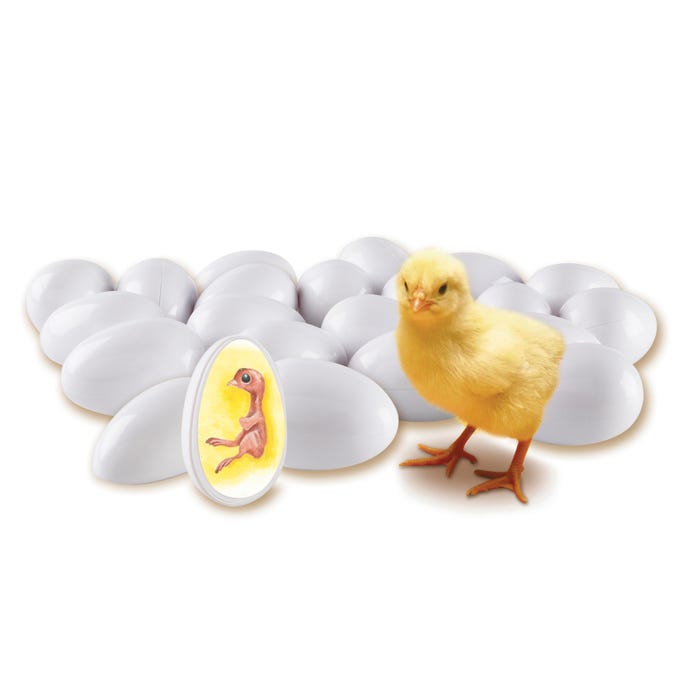 Learning Resources Chick Life Cycle Exploration Set