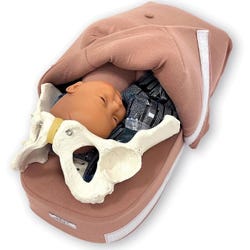 Health Edco Abdominal Palpation Model