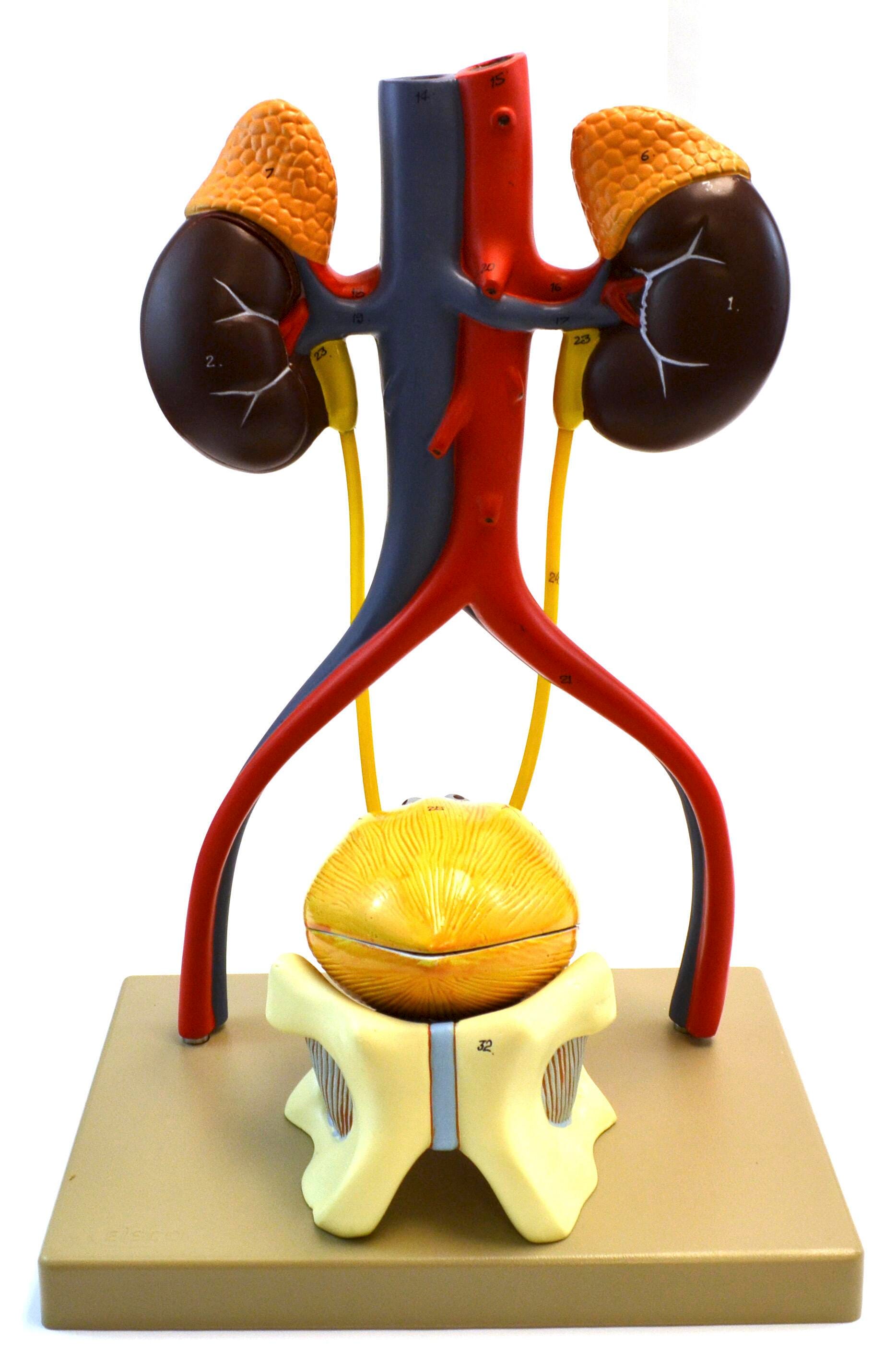Image for Eisco Urinary System Model from School Specialty