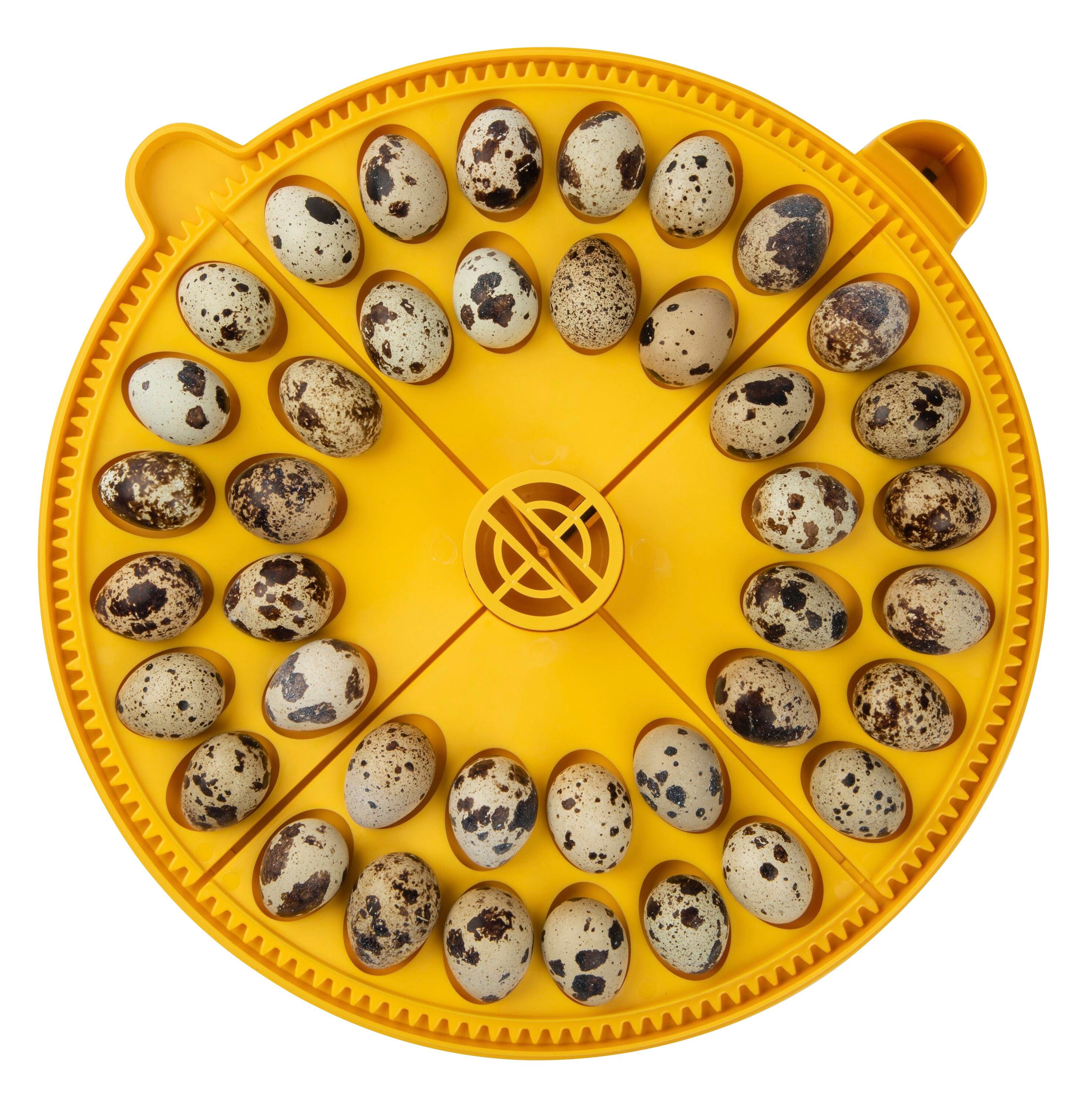 Incubation, Chick Hatching, Item Number 1590122