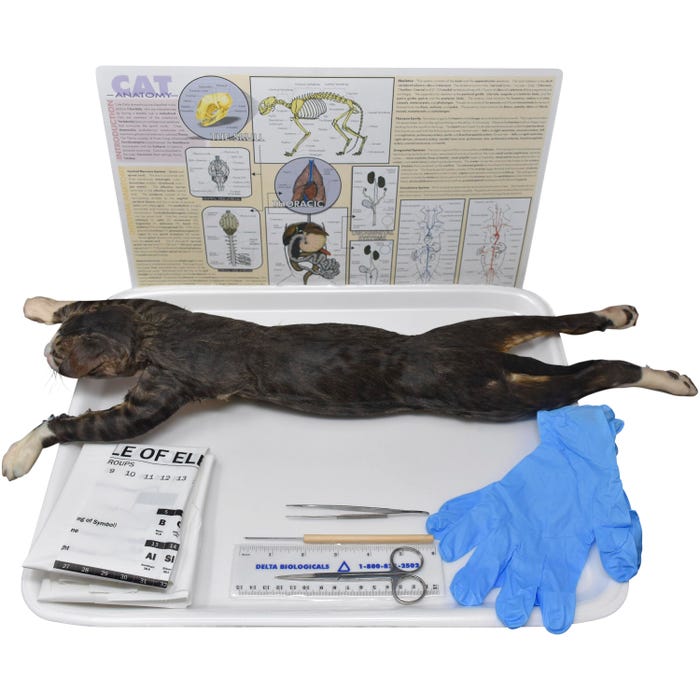 Frey Scientific Choice Preserved Cat Dissection Kit with Dissection Tools, Double Injected, Skinned, 14+ Inches