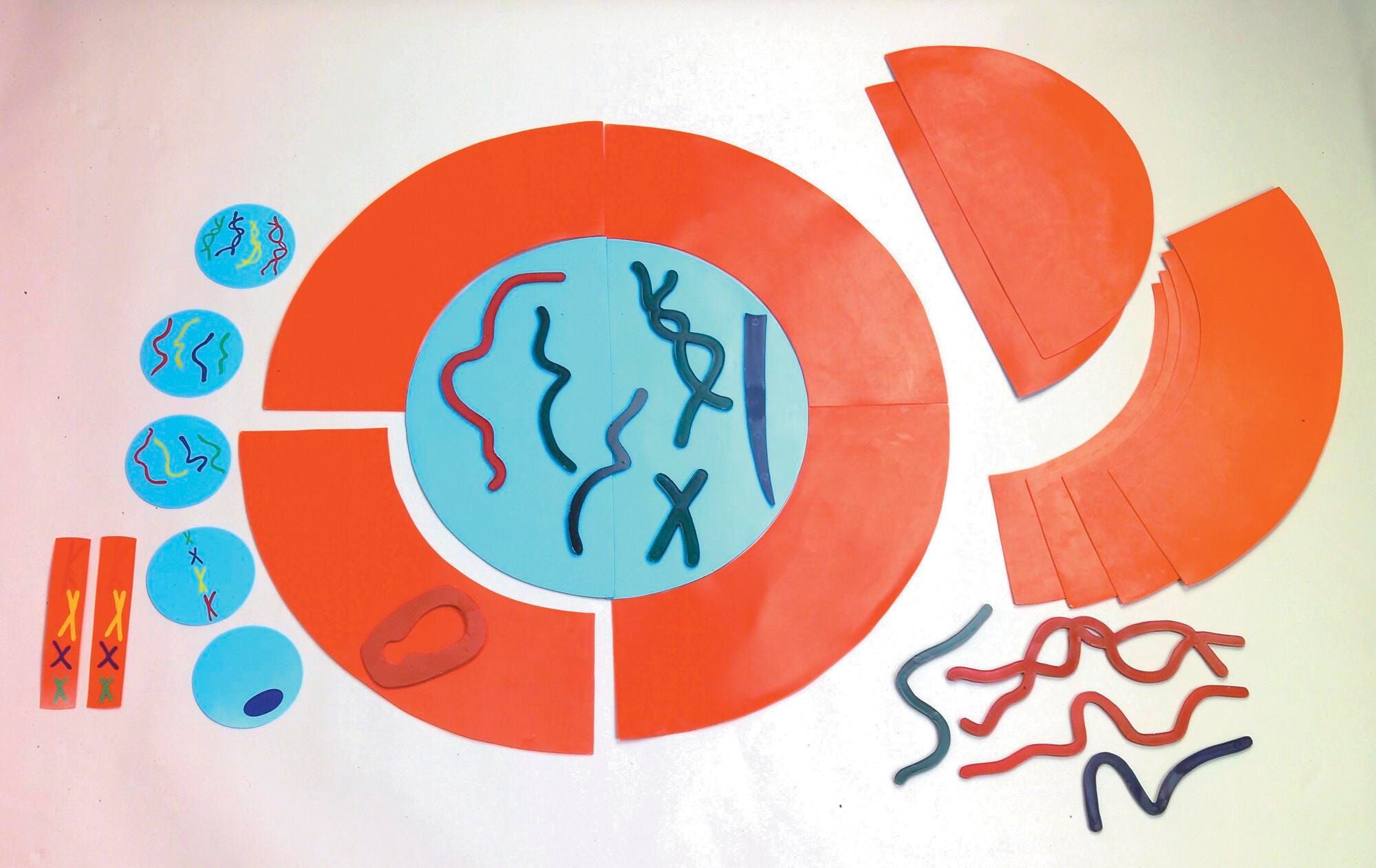 Frey Scientific Mitosis Manipulatives Kit, Item Number 529198