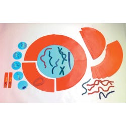 Frey Scientific Mitosis Manipulatives Kit, Item Number 529198