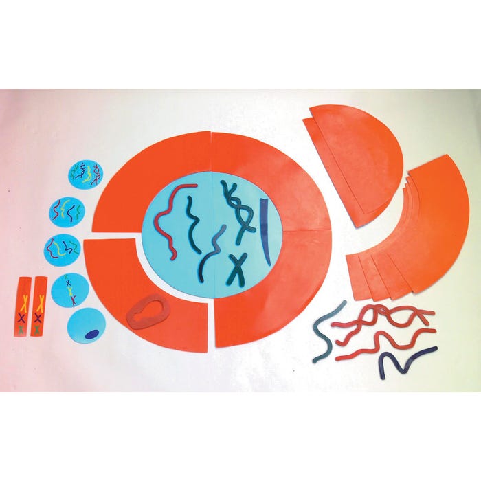 Frey Scientific Mitosis Manipulatives Kit