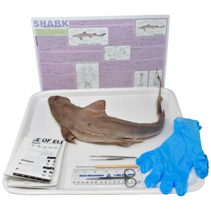 Frey Scientific Choice Preserved Shark Dissection Kit with Dissection Tools, Double Injected, 22+ Inches