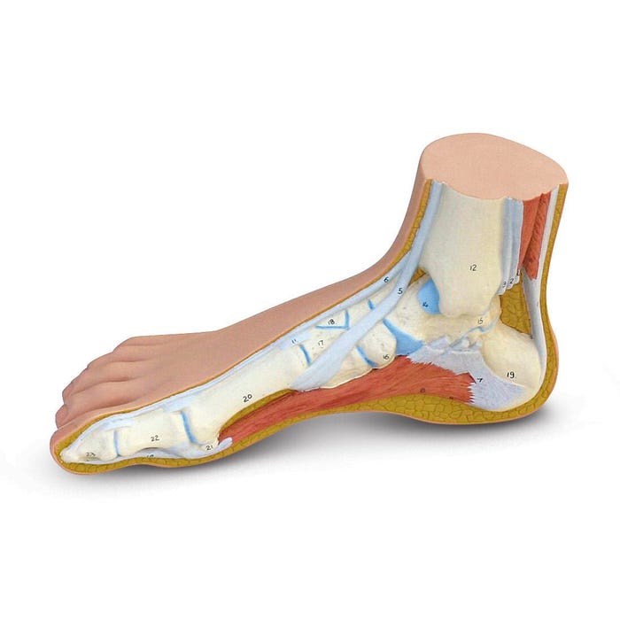 3B Scientific Normal Foot Anatomy Model