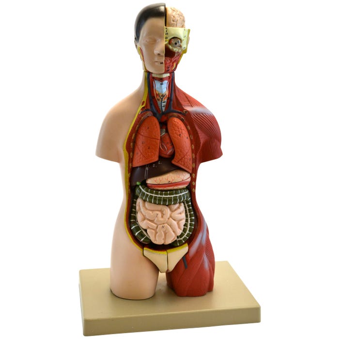 EISCO Adult Torso Anatomical Model