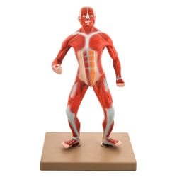 Lab and Anatomical Models, Item Number 2006682