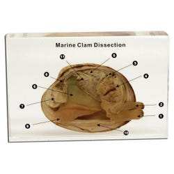 Dissection Alternatives, Item Number 1368366