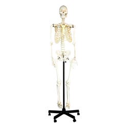 Lab and Anatomical Models, Item Number 1457400