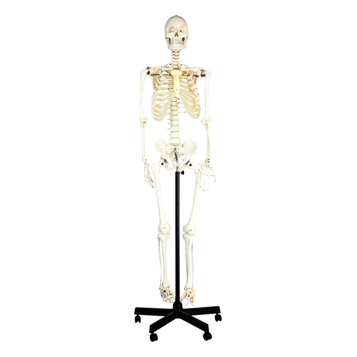 Eisco Basic Human Skeleton Model - Rod Mounted