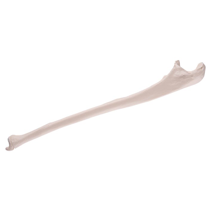 3B Replica Human Ulna Bone - Left Side