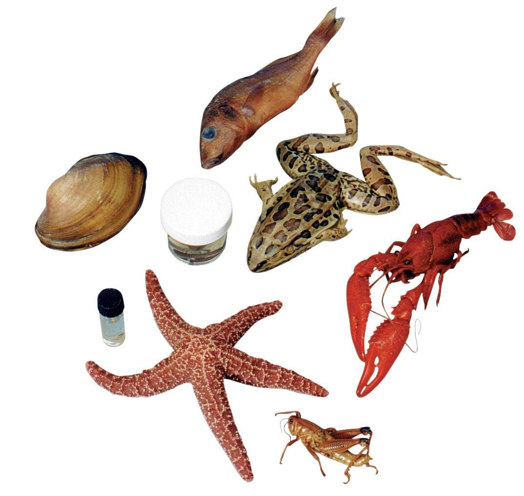 Frey Scientific Super Specimen Classroom Pack, 25 Each of 8 Specimens, Item Number 596811