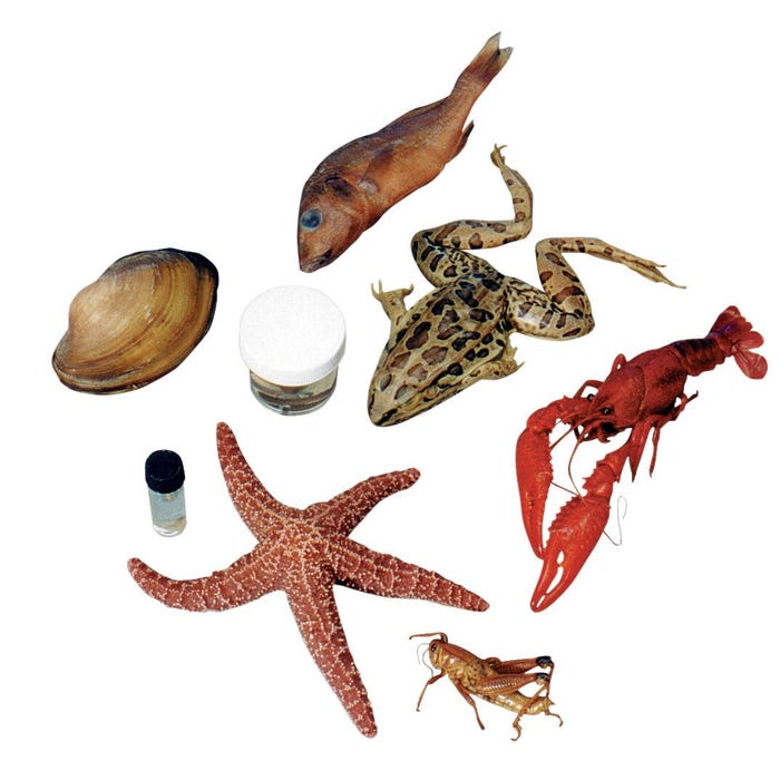 Frey Scientific Choice Medium Specimen Classroom Pack, 25 Each of 8 Specimens