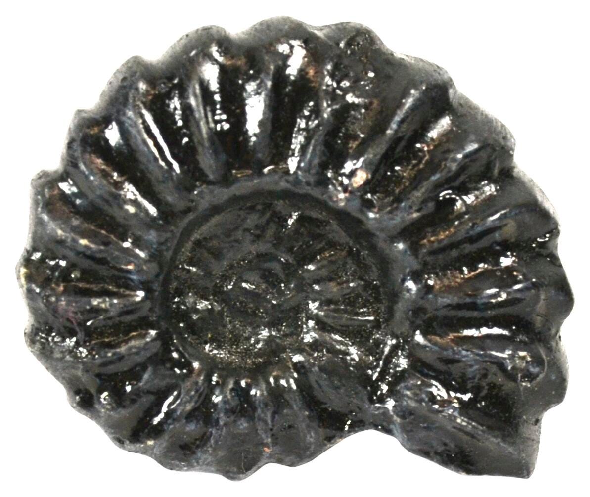 Perisphinctes Fossil Replica