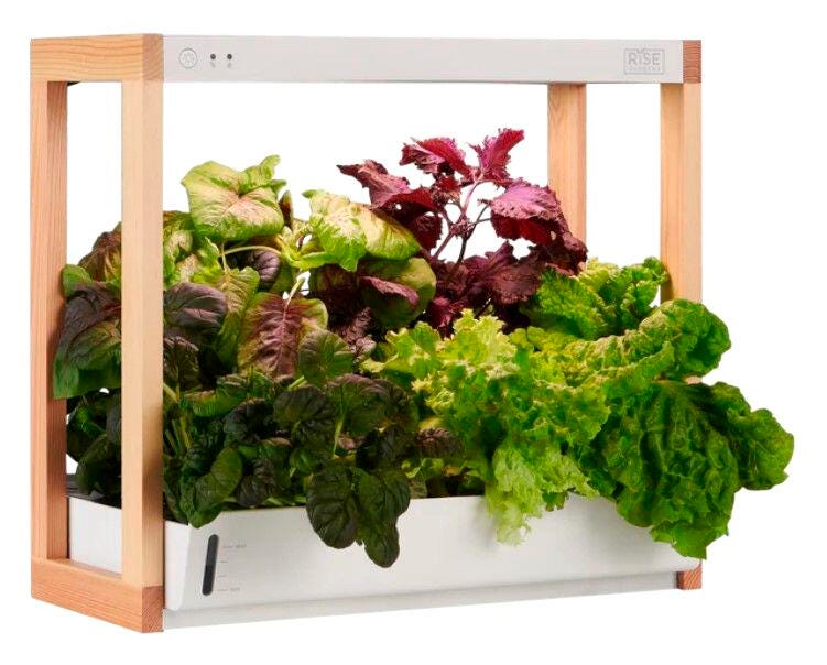 Personal Rise Garden 2131229