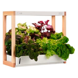 Personal Rise Garden 2131229