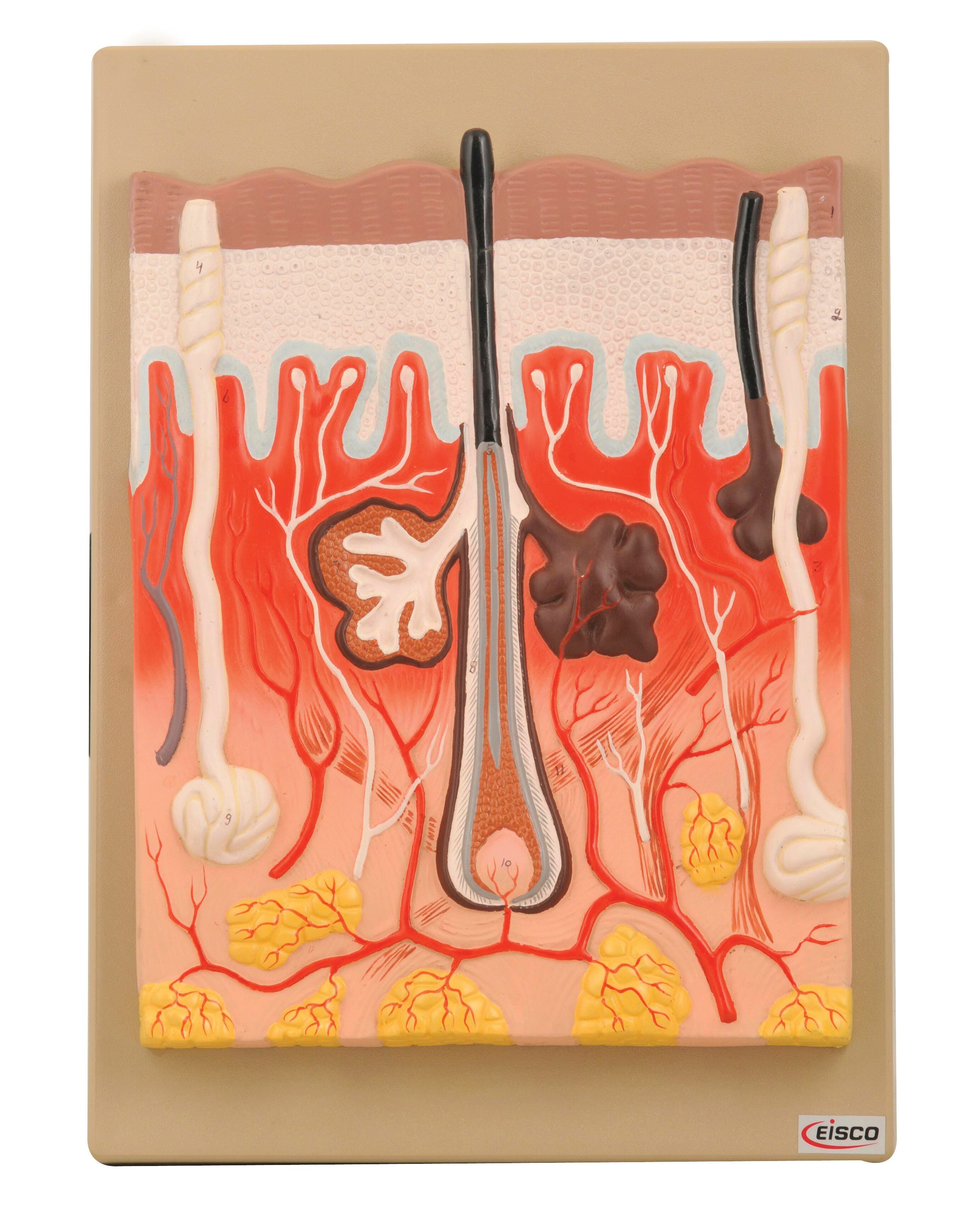 Lab and Anatomical Models, Item Number 1498948