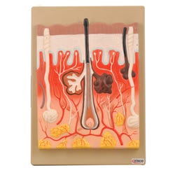 Lab and Anatomical Models, Item Number 1498948