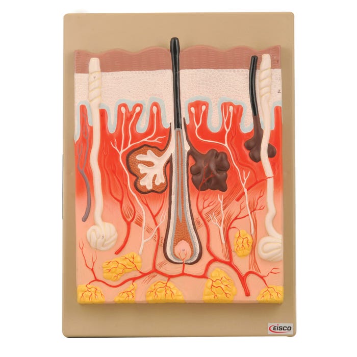Eisco Human Skin Model