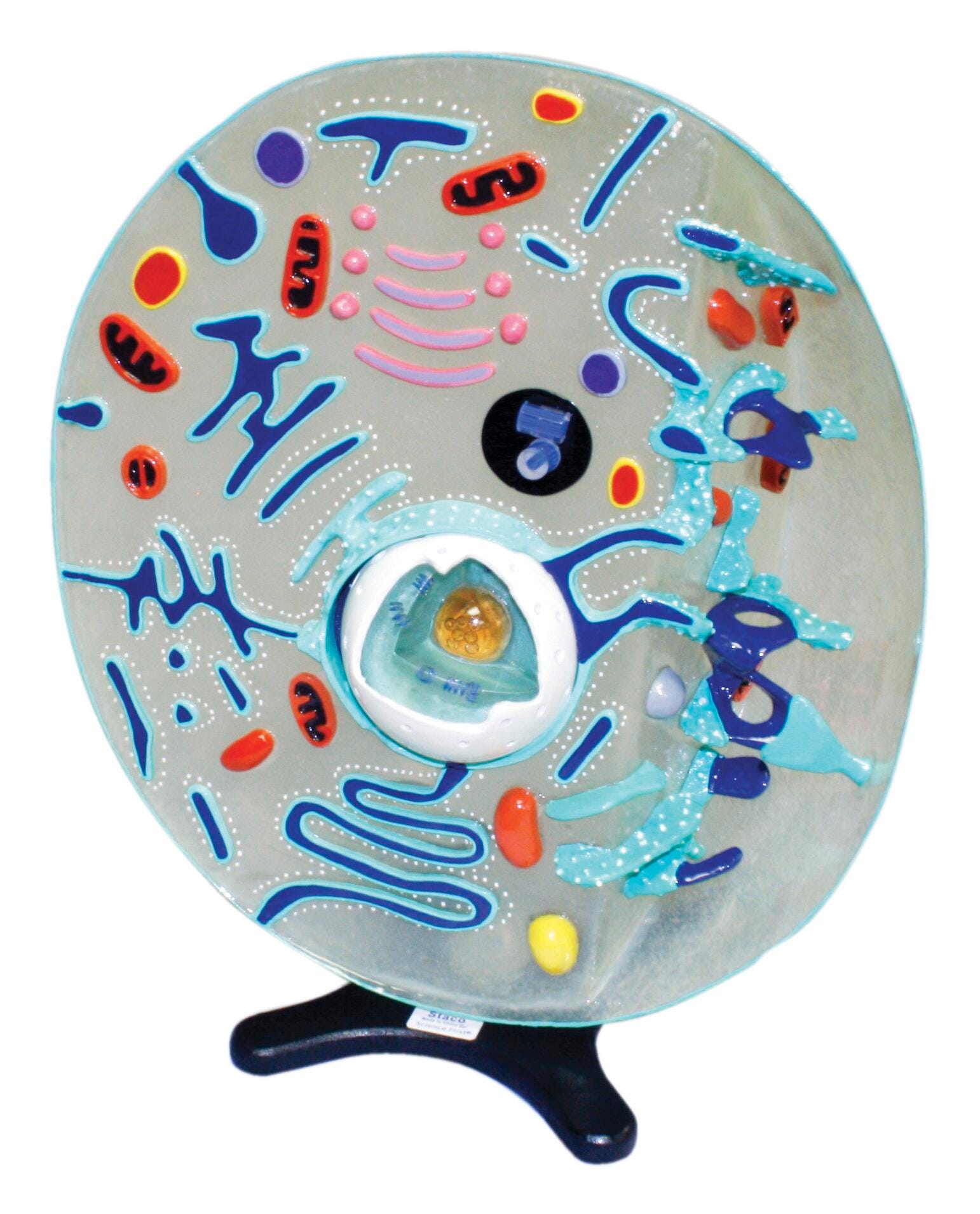 Cell Biology, Item Number 565237