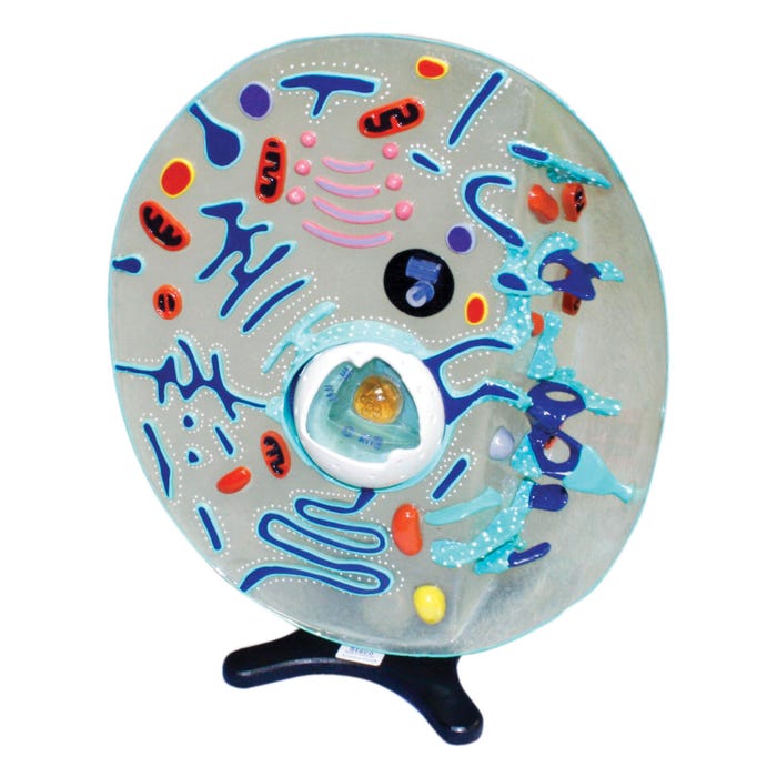 STACO Deluxe Animal Cell Model