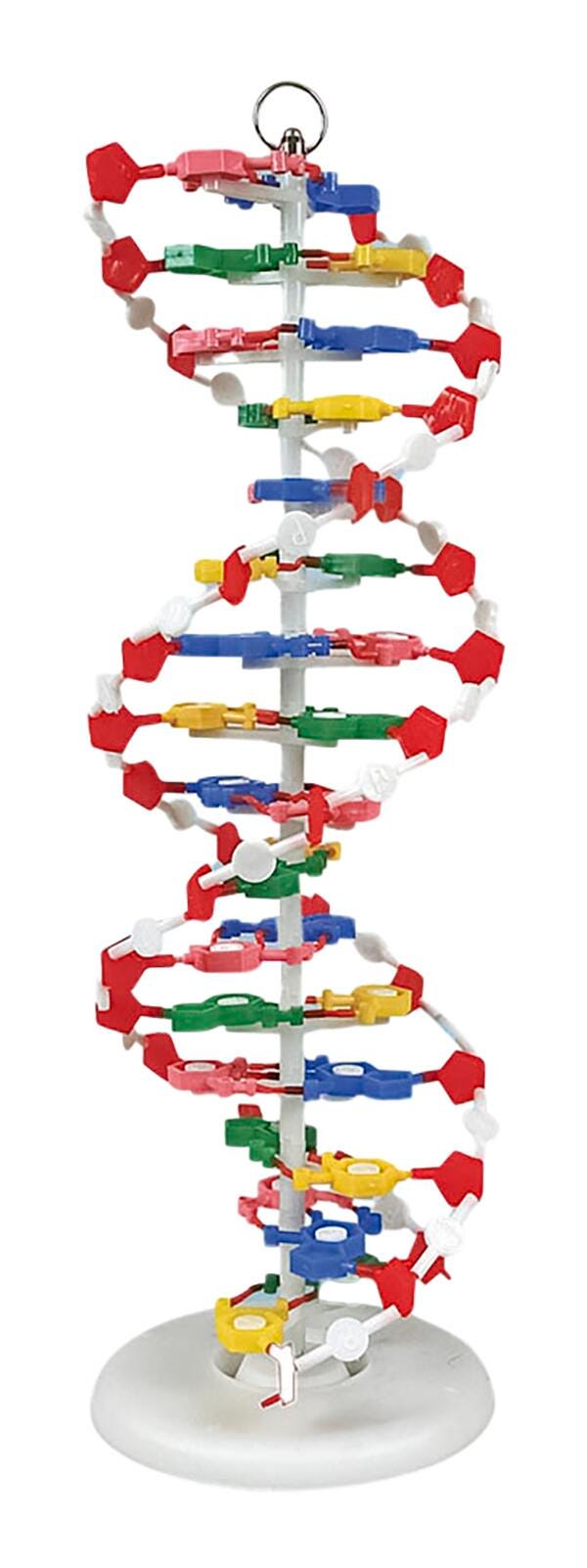 Frey Scientific Unassembled DNA Model Set, Item Number 1488769