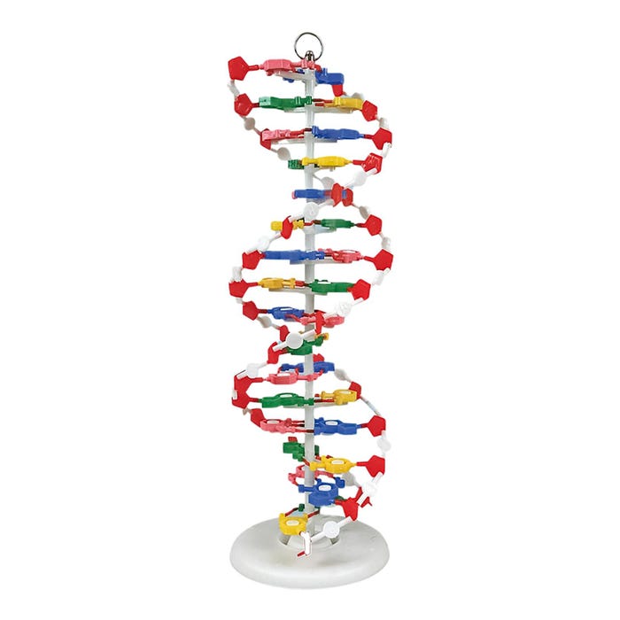 United Scientific DNA Model