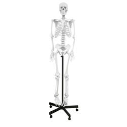 Walter Products Full-Size Human Skeleton, 66 Inches, White