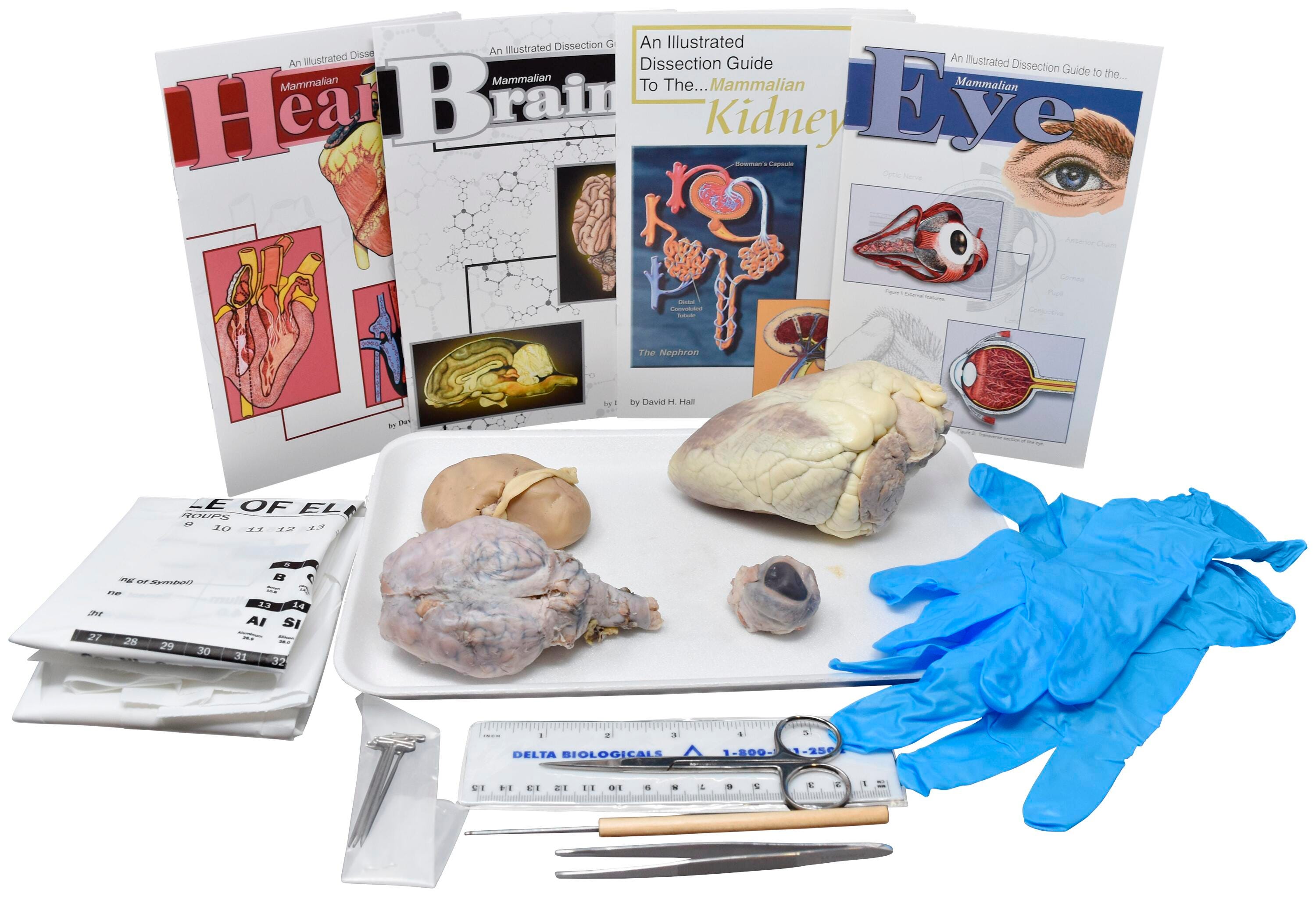 Frey Choice Dissection Kit - Comparative Mammalian Organ Set with Dissection Tools, Item Number 2041254