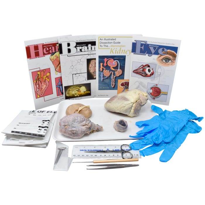 Frey Scientific Choice Mammalian Organs Anatomy Dissection Kit with Dissection Tools