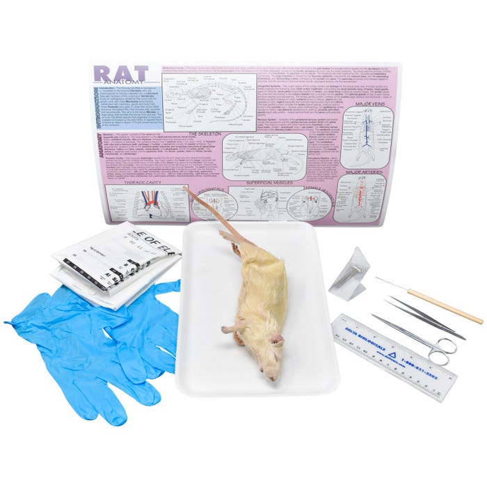 Frey Scientific Choice Preserved Rat Dissection Kit with Dissection Tools, Double Injected, 7 Plus Inches
