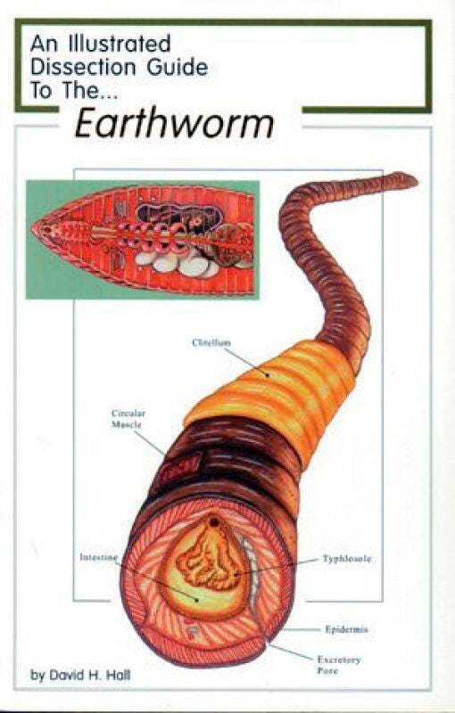 Frey Scientific Mini-Guide to Earthworm Dissection, Paperback, 8 Pages 597003